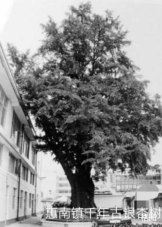 惠南镇历史,惠南20年前