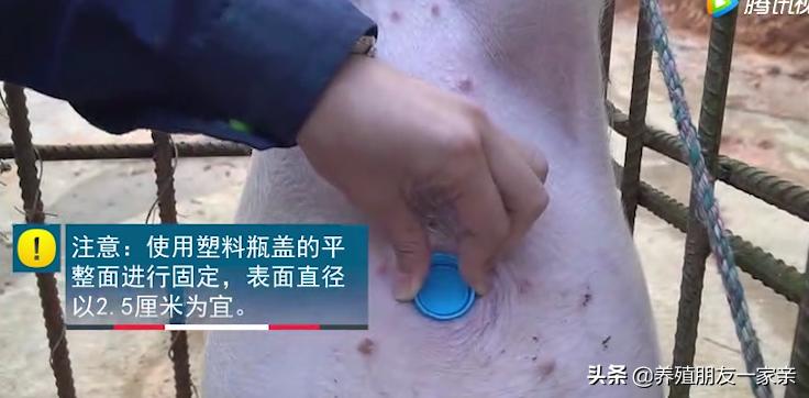 小猪脐疝怎么治疗最好,小猪脐疝怎么做手术