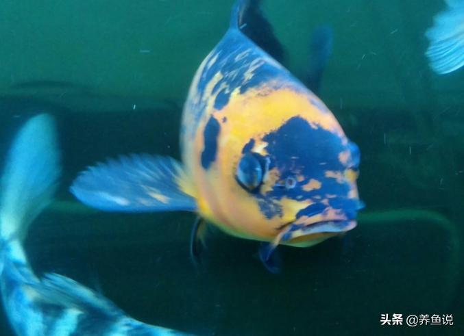 治疗观赏鱼蒙眼需要加温到多少度,蝴蝶鲤观赏鱼蒙眼有白色东西脱落