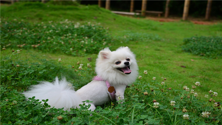 狗狗也要保养皮肤啦,狗狗也要爱护好牙齿