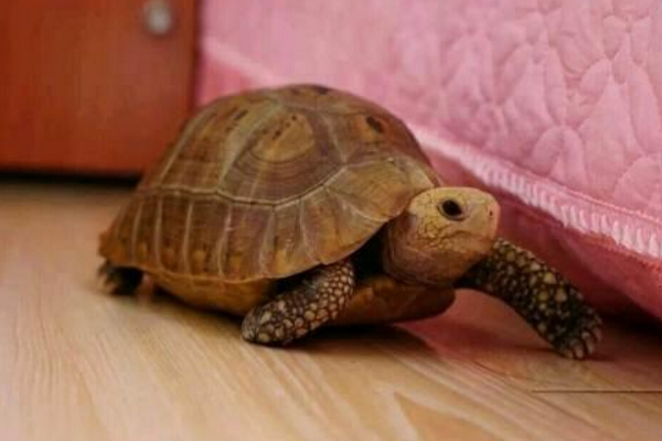 适合在城市里当宠物来养的乌龟,可以当宠物养的乌龟