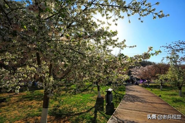 浪漫樱花校园,浪漫樱花视频