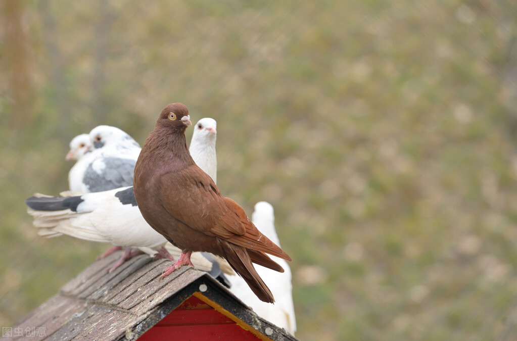 鸽子一般在什么情况下下蛋的,鸽子多大才会生蛋