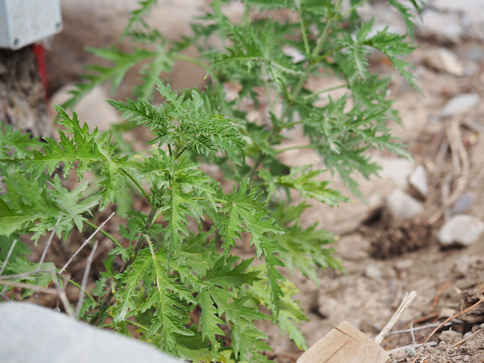 西北大自然鬼斧神工奇观,大西北的风沙肆虐