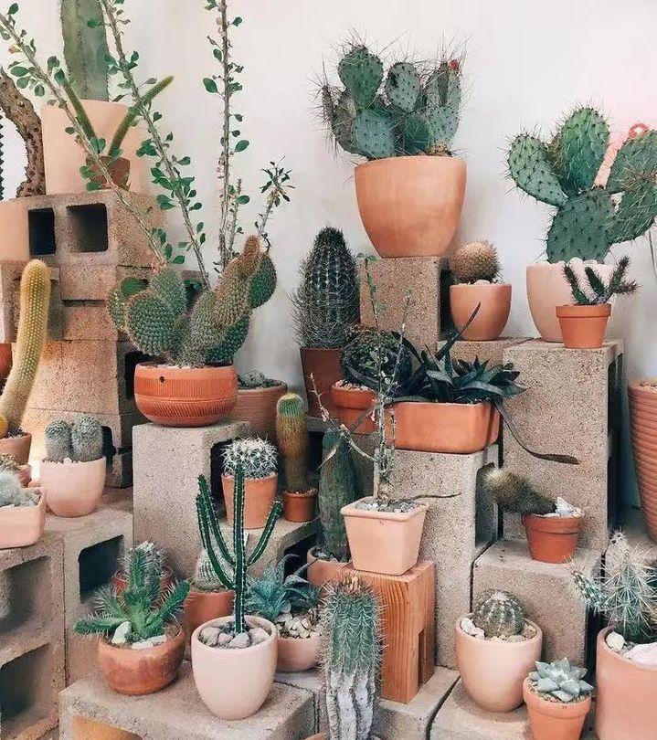 绿植养护植物死了怎么办,绿植为什么在家里养就死了