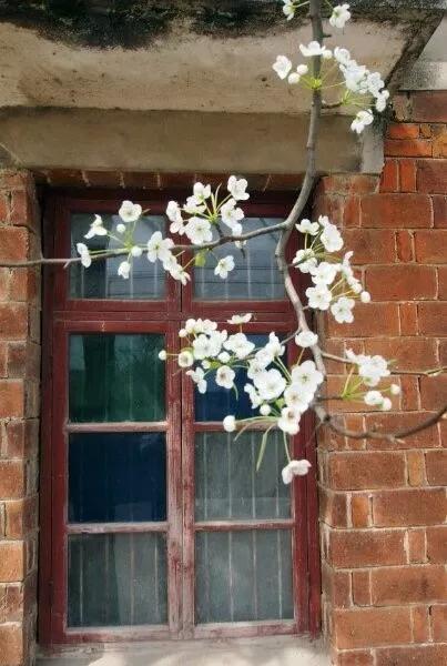 十二生肖对应的幸运花是什么花,十二生肖各该种什么花