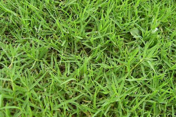 种植好草坪的方法,草皮种植方法