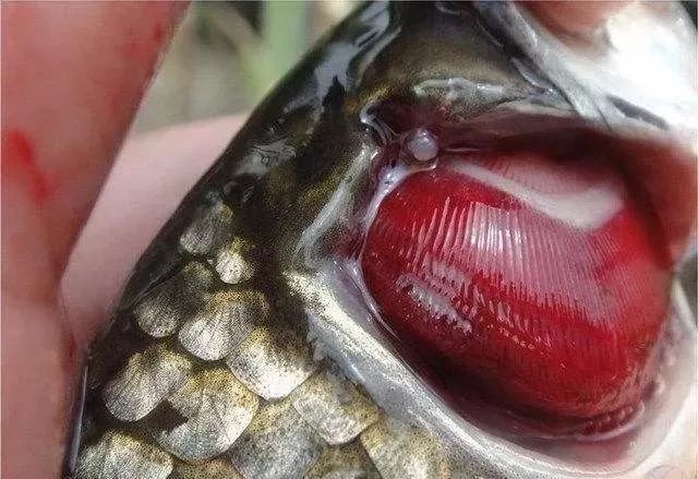 鲫鱼出血型暴发性鱼病,鲫鱼暴发性出血病的治疗