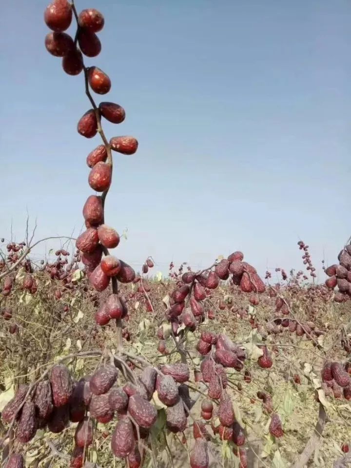 若羌红枣和和田大枣区别,和田大枣新疆正宗一级红枣