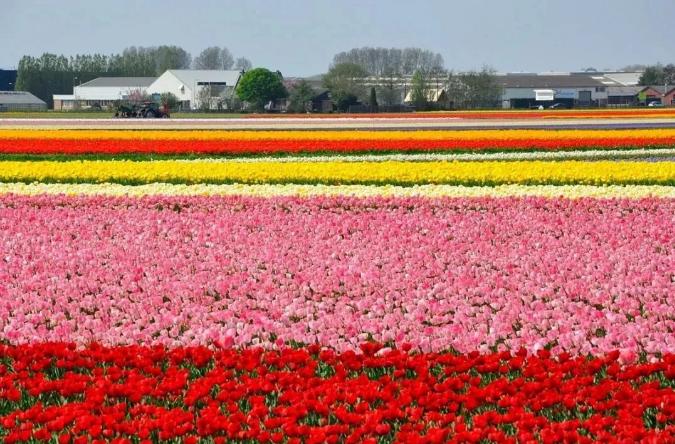 保加利亚经典玫瑰,保加利亚玫瑰什么样