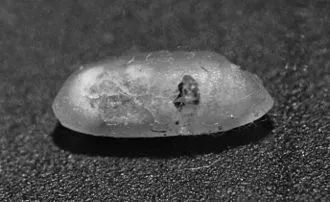 米袋里好多虫,米袋里面有很多白虫卵