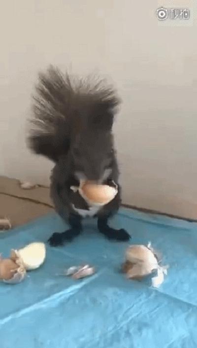 「今日萌图」一旦猫咪能自己打开鱼罐头，人类也就完蛋了