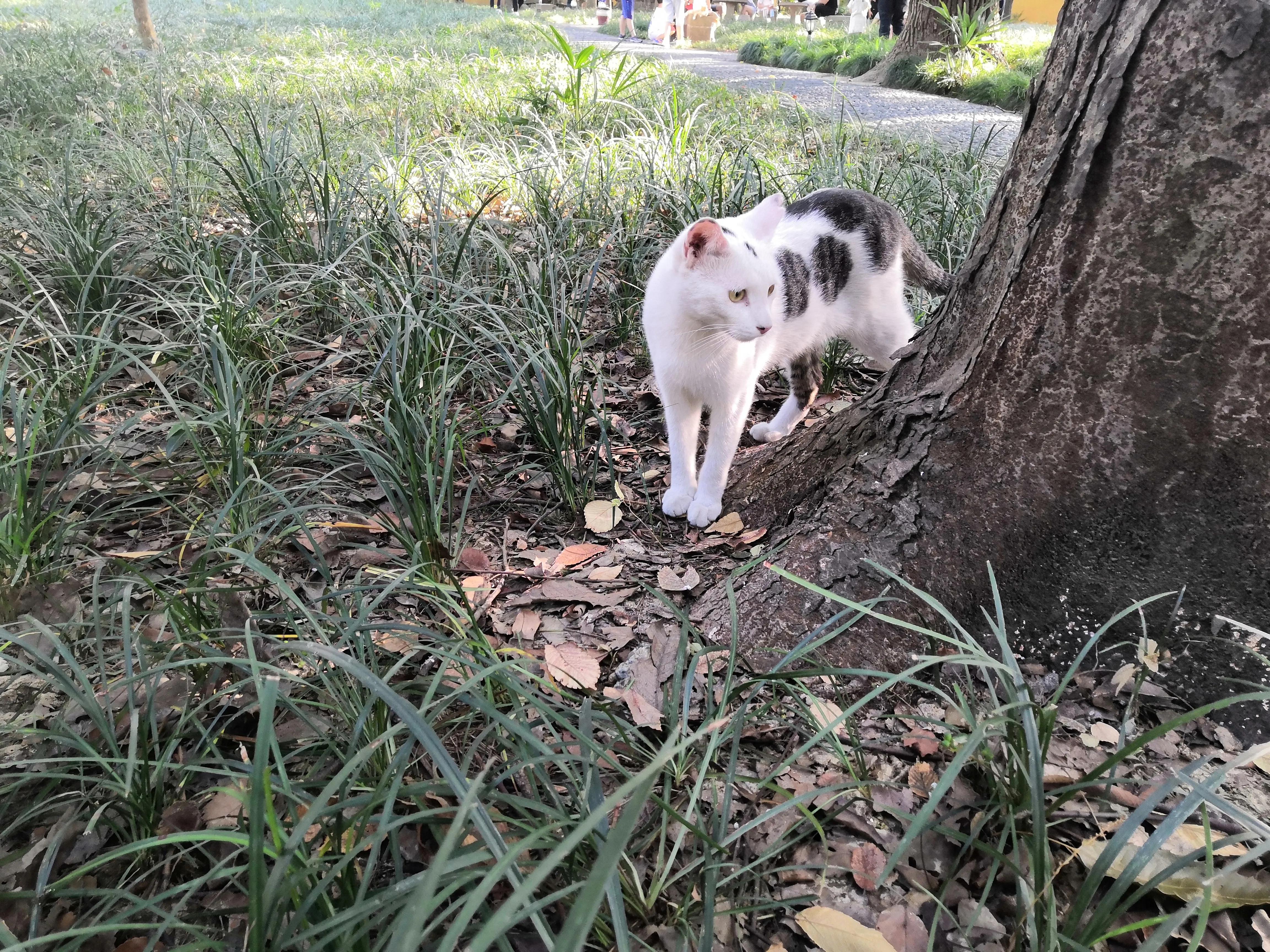 苏州西园寺值得一去吗,苏州西园寺旅游攻略