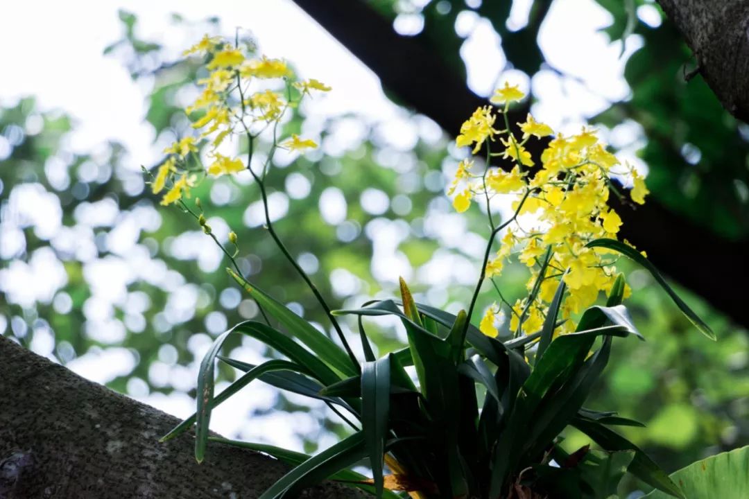 深圳好玩景点地铁路线,深圳好玩免费景点地铁直达的