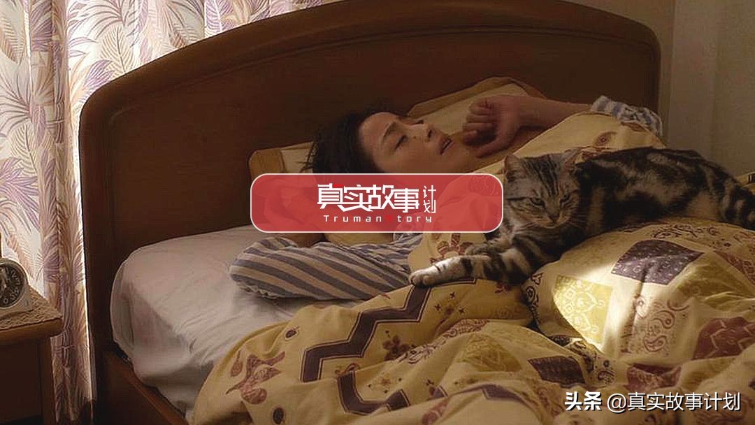 养猫真实故事,负债养猫的真实事例