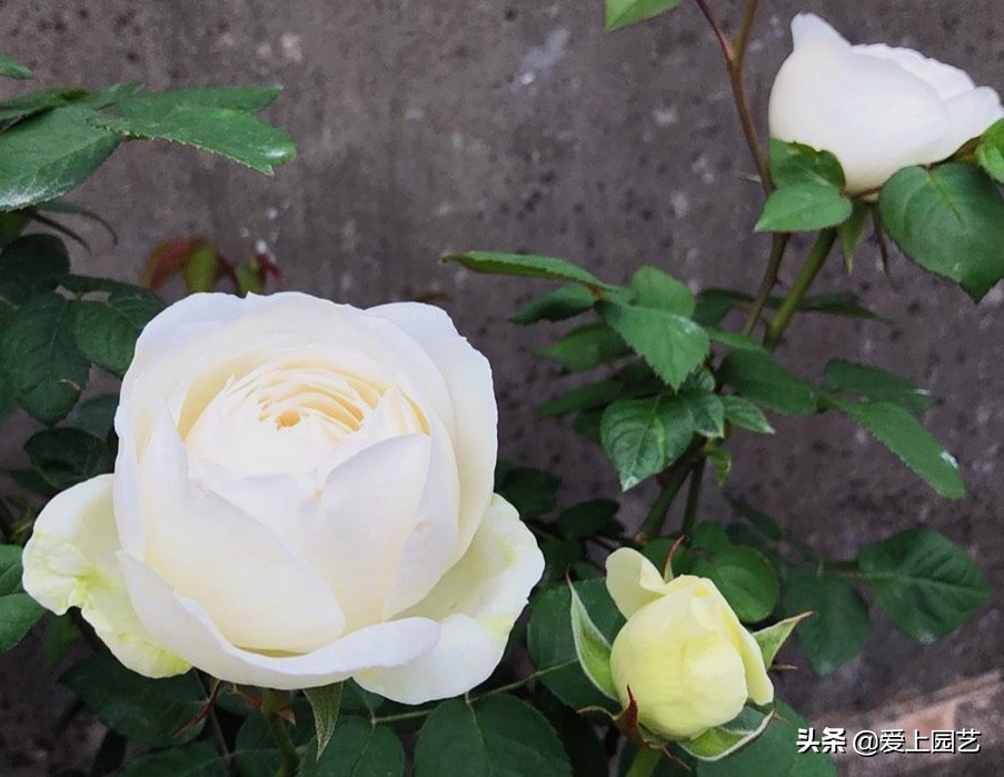 适合阳台种容易爆盆的切花月季,月季经典高颜值品种是哪个