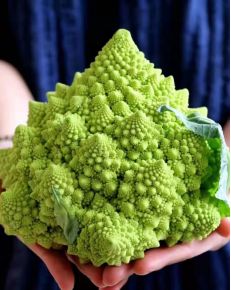 菜花大王孙燕燕——一事业发展靠诚信扶贫路上有担当