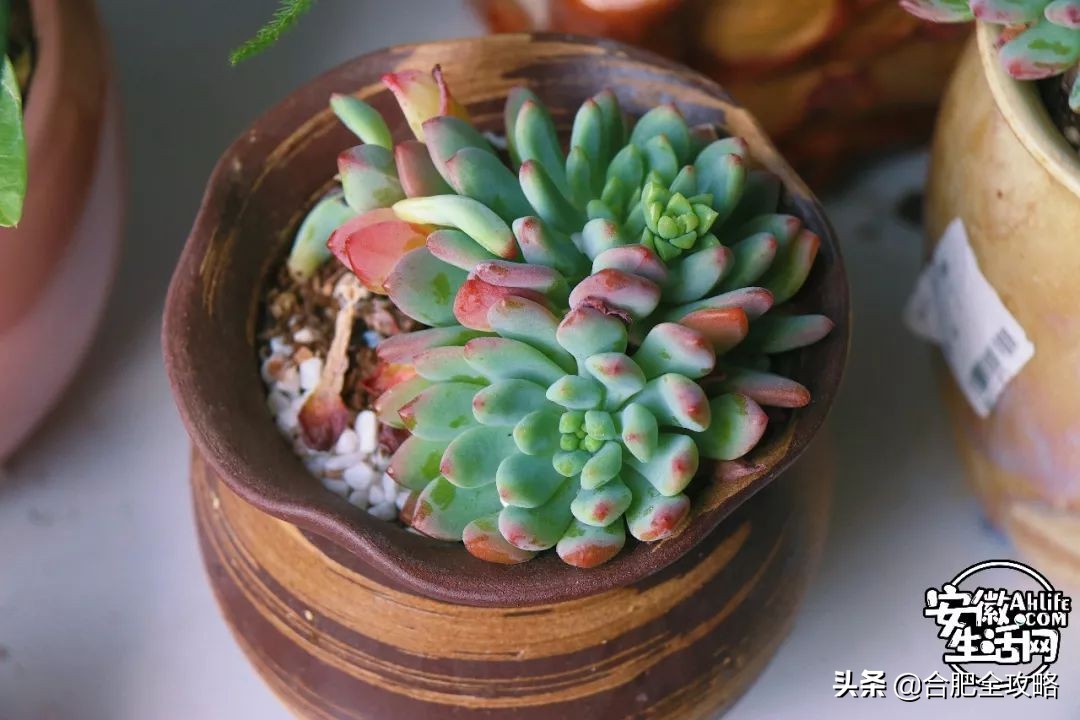 老周谷堆水果批发市场,老周谷堆古玩市场