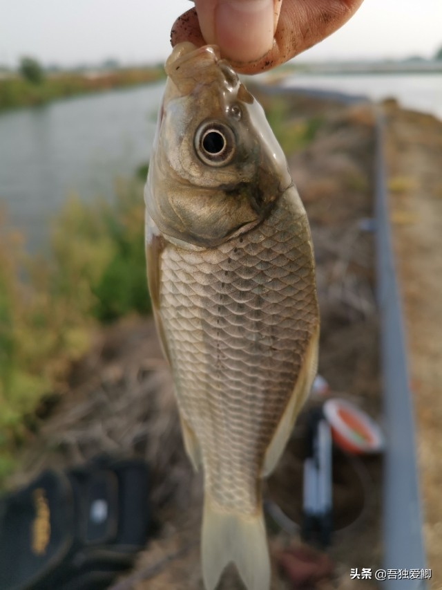 为什么大板鲫吃口很轻,大板鲫一般多少度吃口