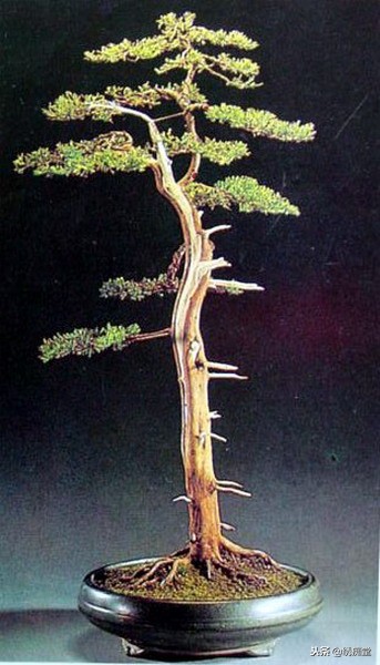 丛林式盆景欣赏,盆景欣赏及制作