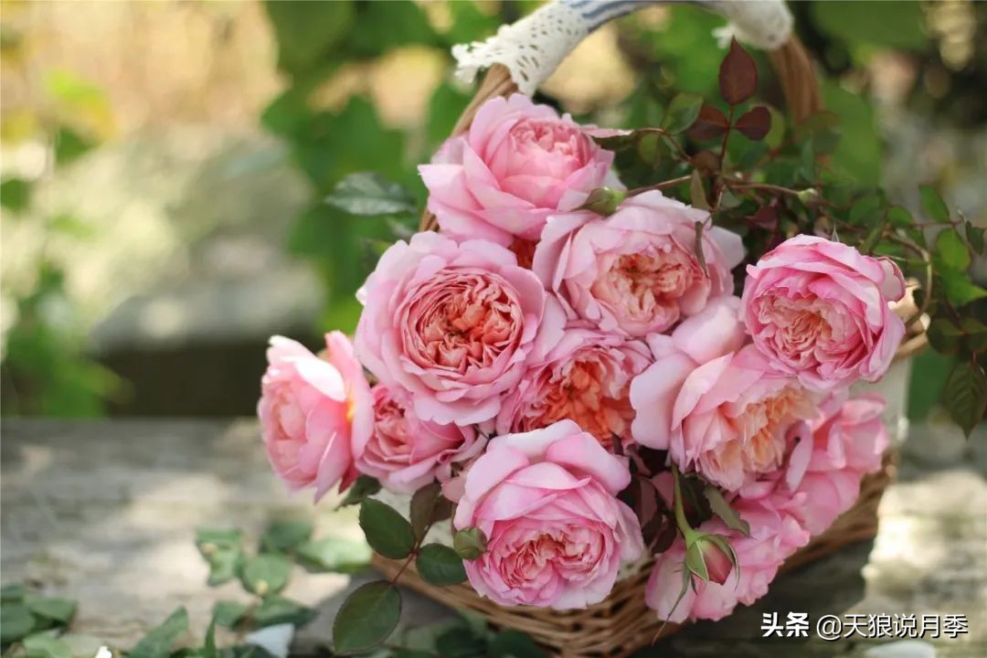 天狼说月季不长根,天狼说月季老苗修剪