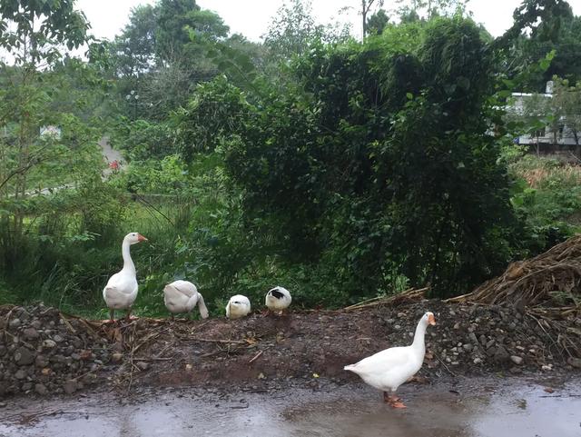 农村女人离婚土地分红怎么分配,离婚后承包地该怎么处理