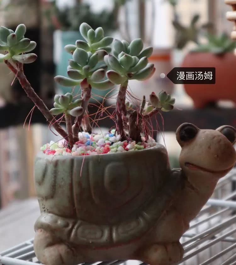 多肉名字怎么记,多肉的品种图片及名字寓意