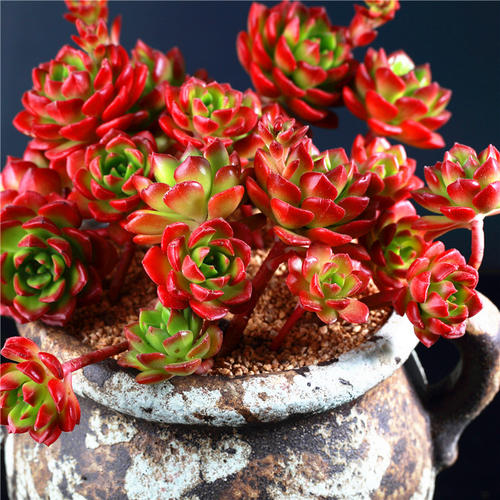 丝绸面纱多肉怎么越养越瘦,多肉越养颜色越浅