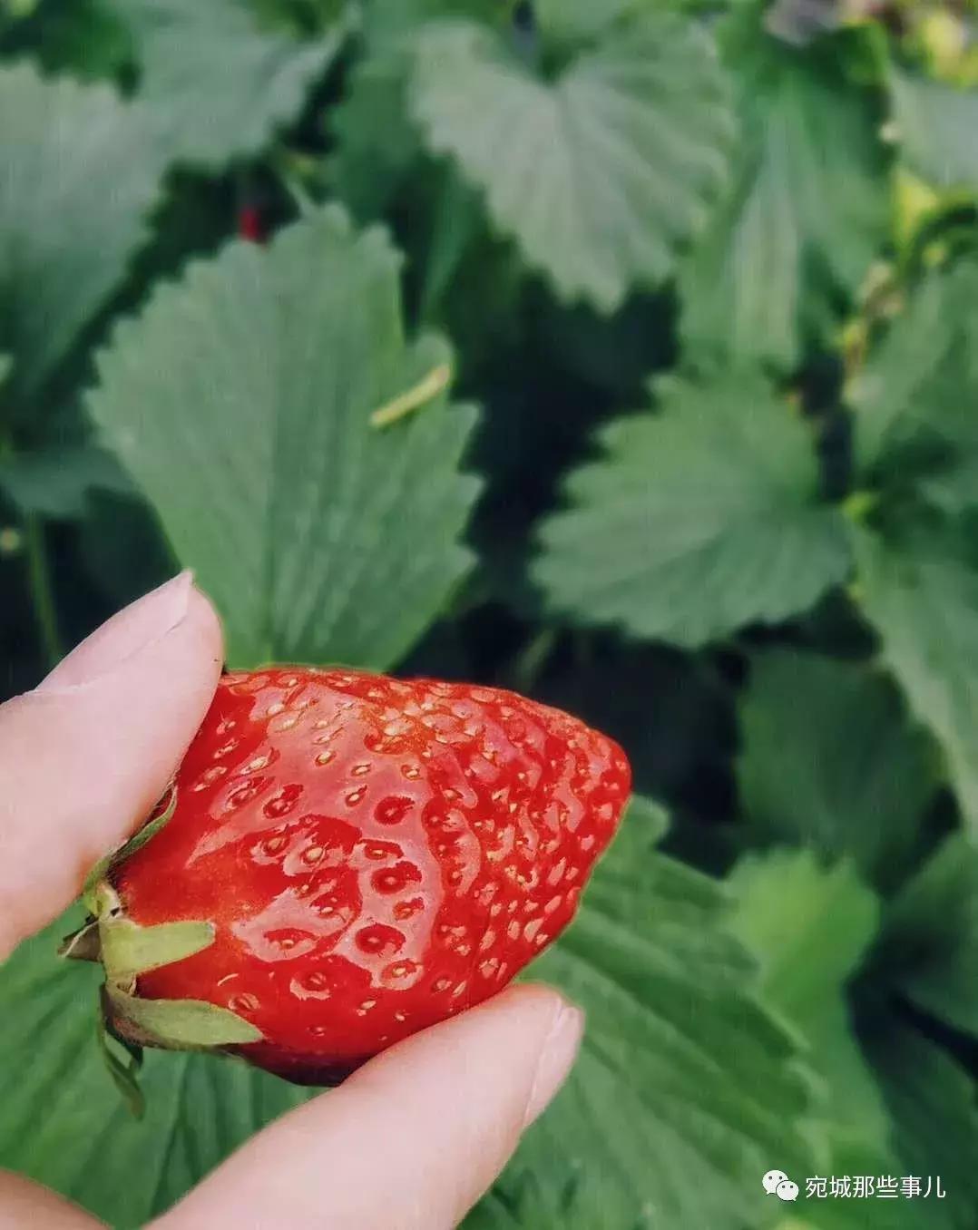 南阳老徐,河南南阳老徐最新视频