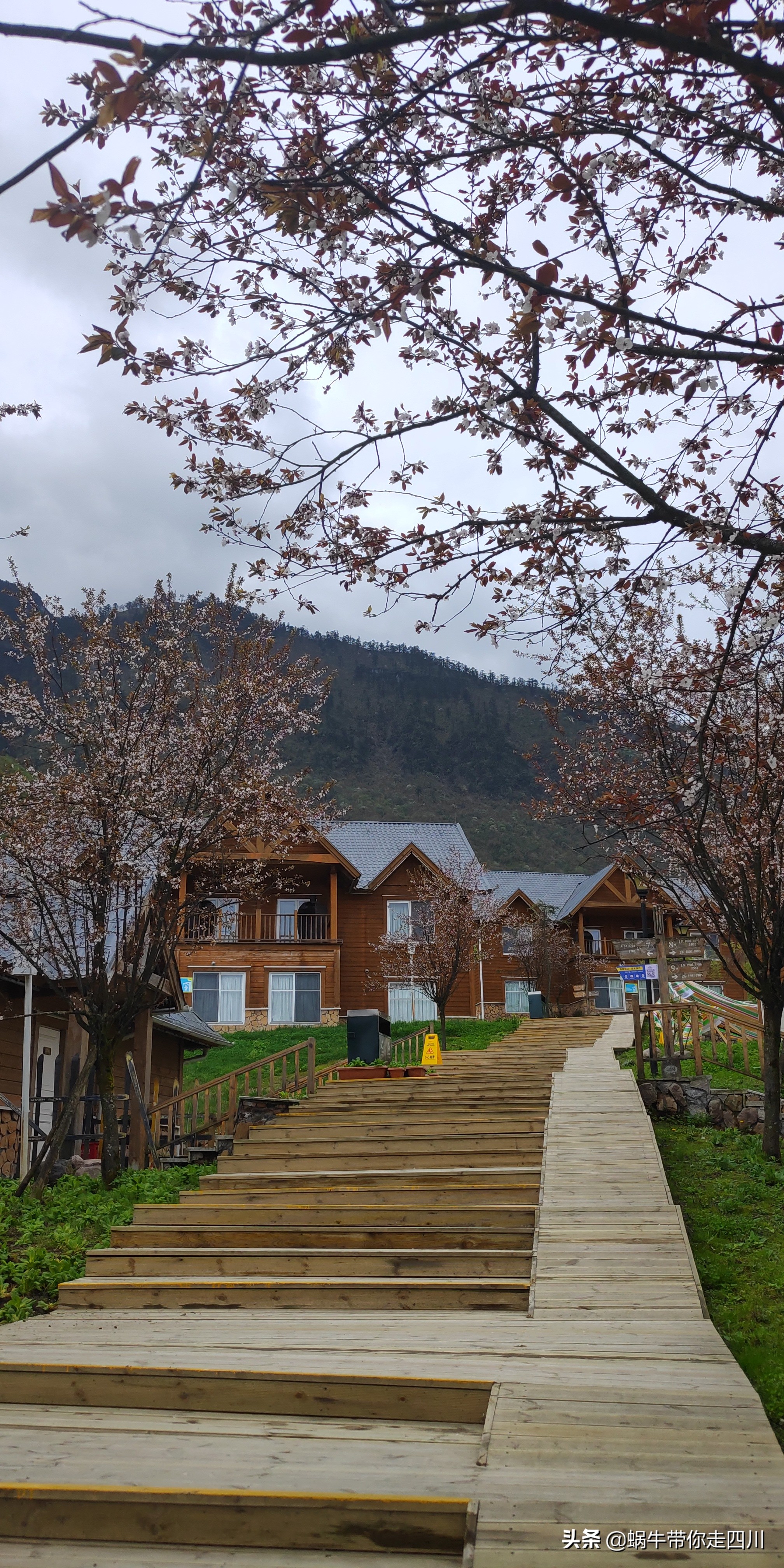 成都去西岭雪山两天一夜旅游团,成都出发雪山旅游