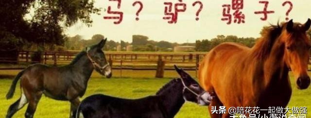 马和驴为什么能产出骡子,马和驴生下的骡子为什么不能生育