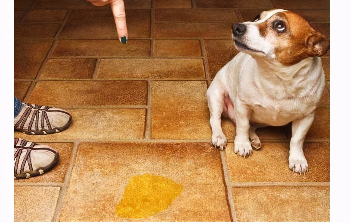 如何正确教育狗狗好习惯,教育护食的狗狗