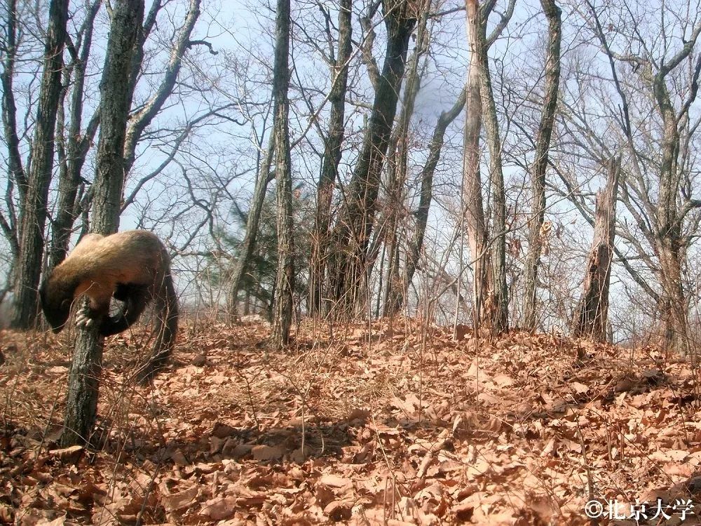 东北的貂有多好看,东北人眼里的貂