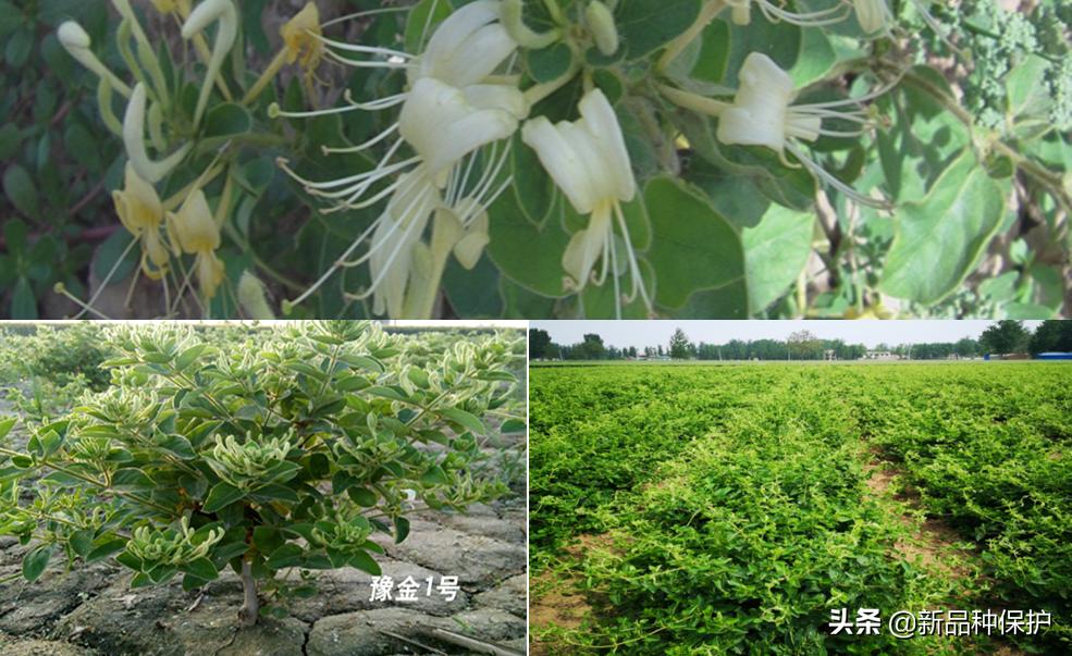 优良品种有哪些,最好的品种是哪一种