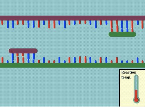 美国新冠自测官方承认吗,检验新冠核酸的试剂有哪些