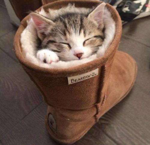 猫咪为什么对臭鞋、臭袜子那么感兴趣呢，这是重口味吗？