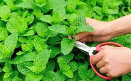 薄荷的种植管理,种薄荷方法