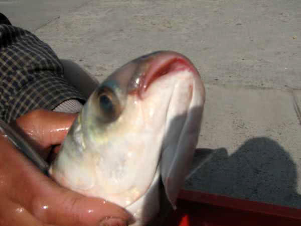 鲻鱼传统钓,鲻鱼大全