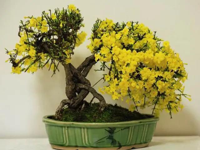 几月份种花比较适合,几月份种花是最好的