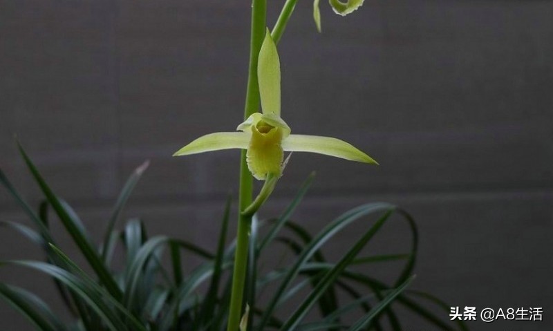 每日一品兰花价格,每日一品茶叶