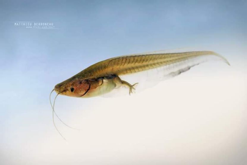 蛤?没想到你是这样的,爪蟾