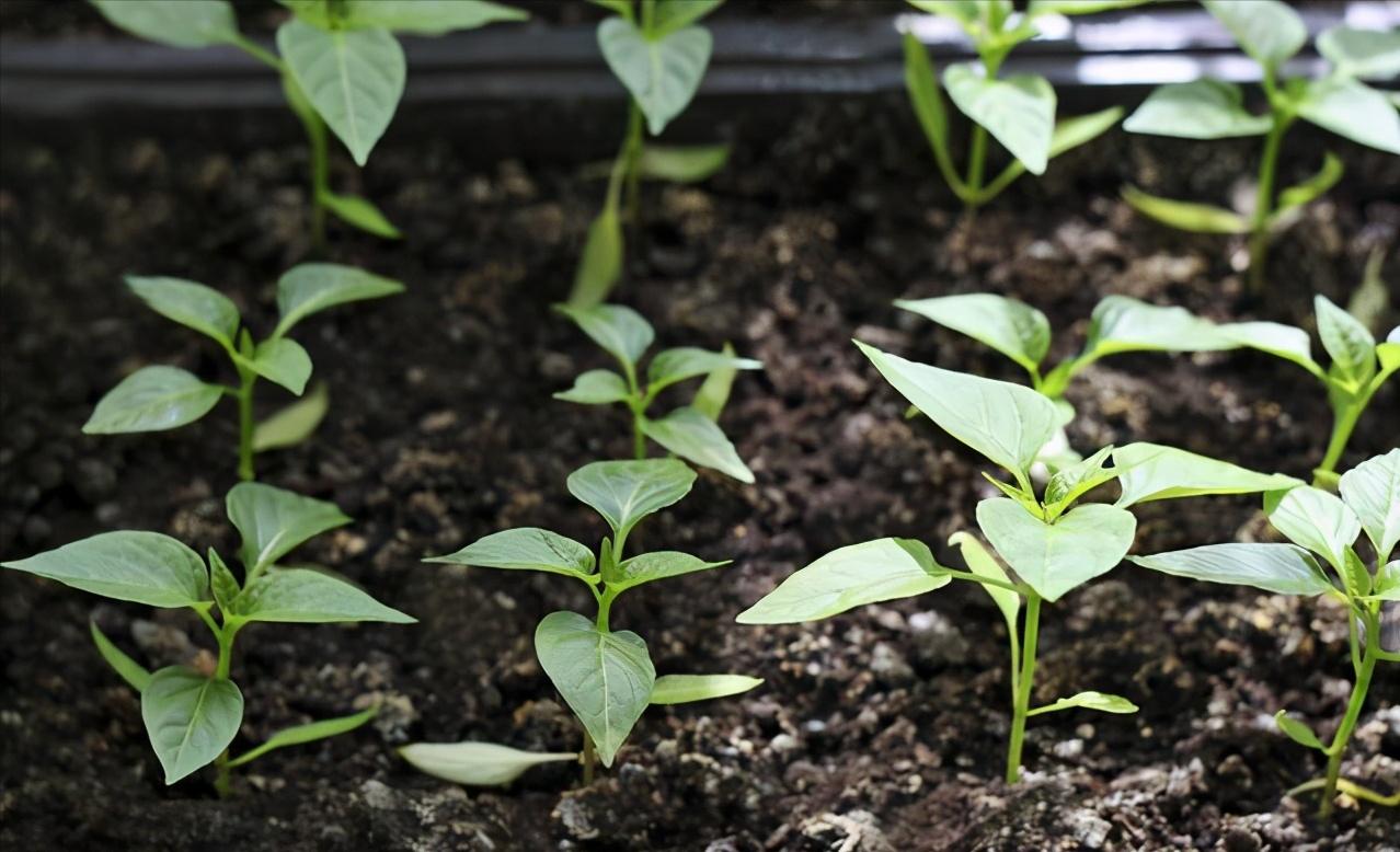 辣椒根腐病痊愈过程,辣椒根腐病立枯怎么治疗
