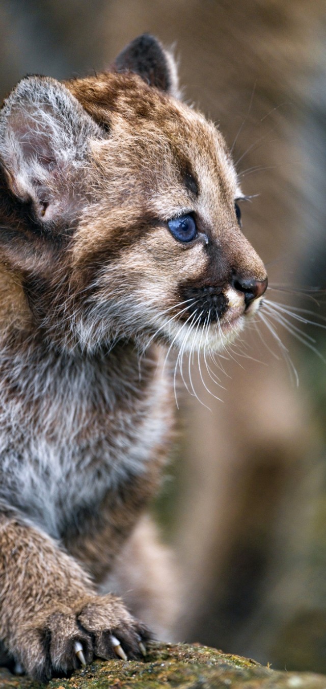 爱丽丝梦游仙境壁纸樱花校园,手机壁纸樱花