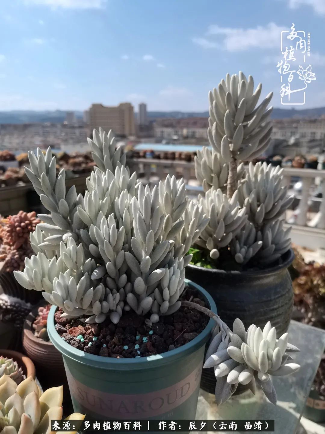 缂辩换鏃栨棊钁宠暏鐢熼,缂辩换鏃栨棊钁宠暏鐢熼鍑哄