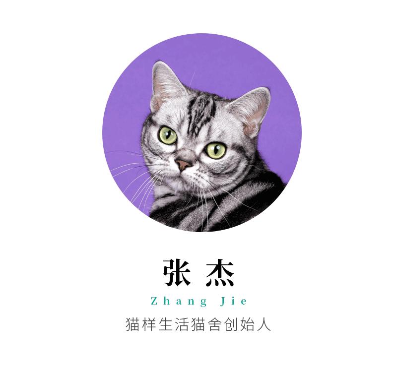 美短虎斑猫咪的品种,美国短毛猫虎斑价格