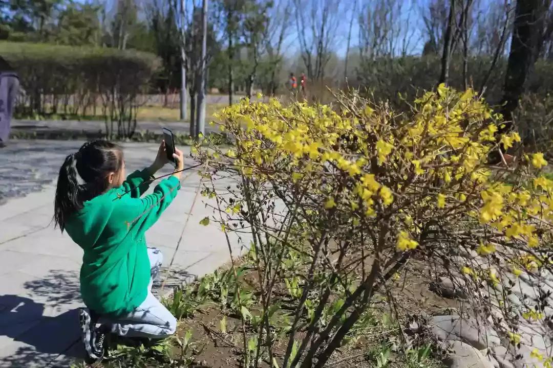首都师范大学附属云岗小学:追溯北京古风韵遍寻春日俏风光