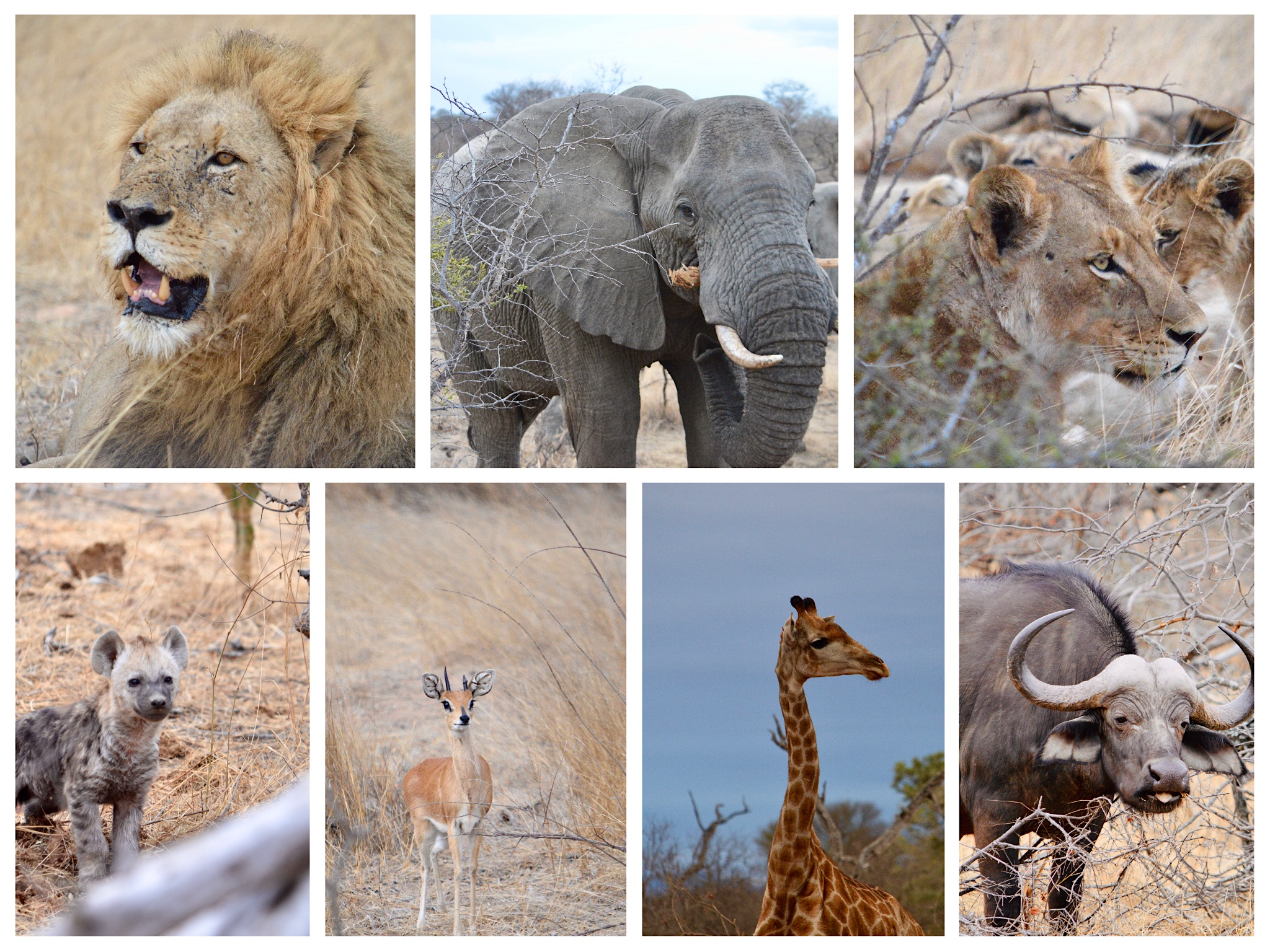 纪录片南非探险记,南非游记纪录片