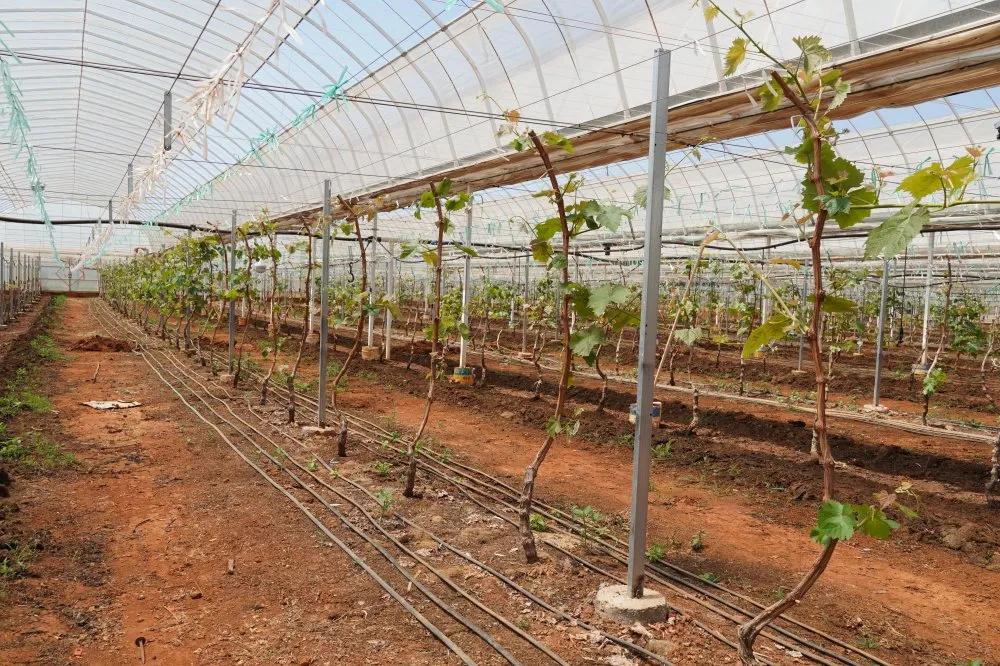 葡萄中的爱马仕阳光玫瑰,不愧是葡萄中的爱马仕