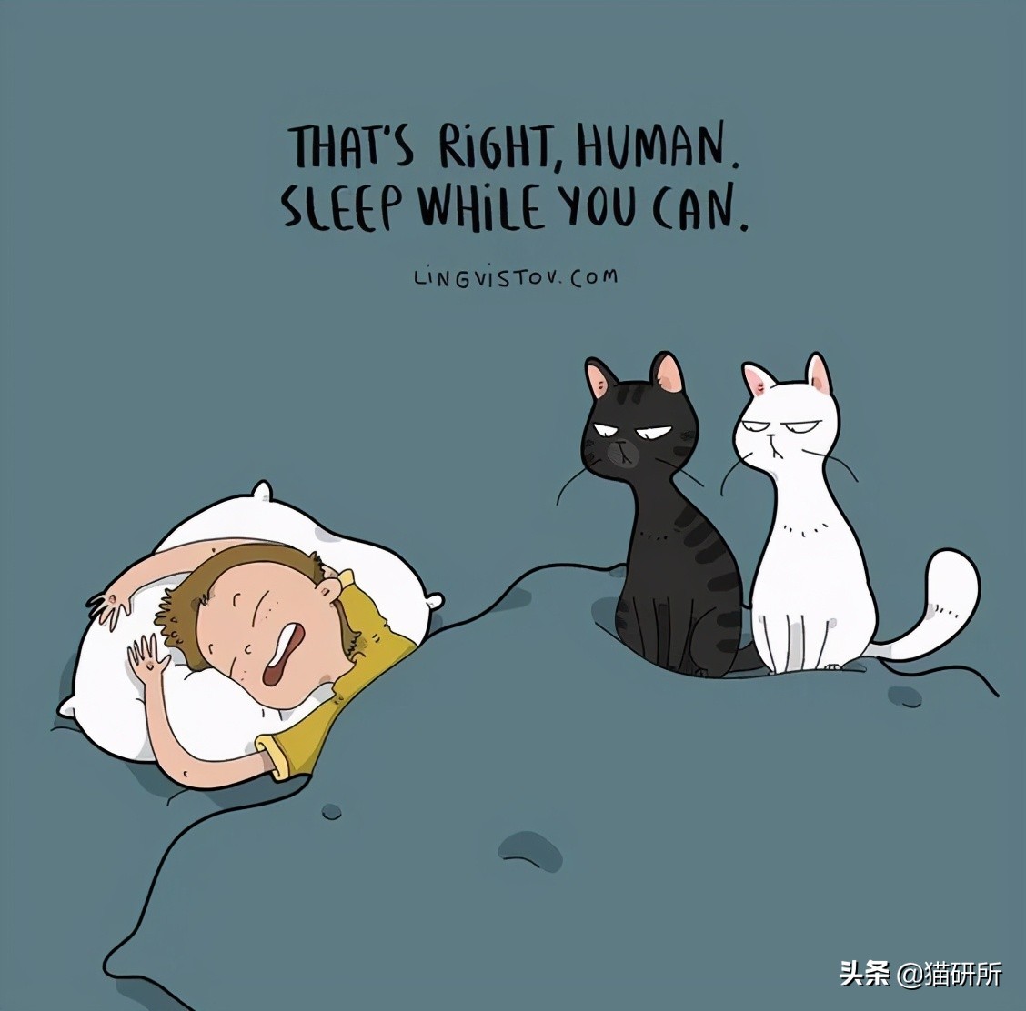 猫咪总是打扰主人吃饭怎么办,猫咪总是打扰我睡觉怎么办