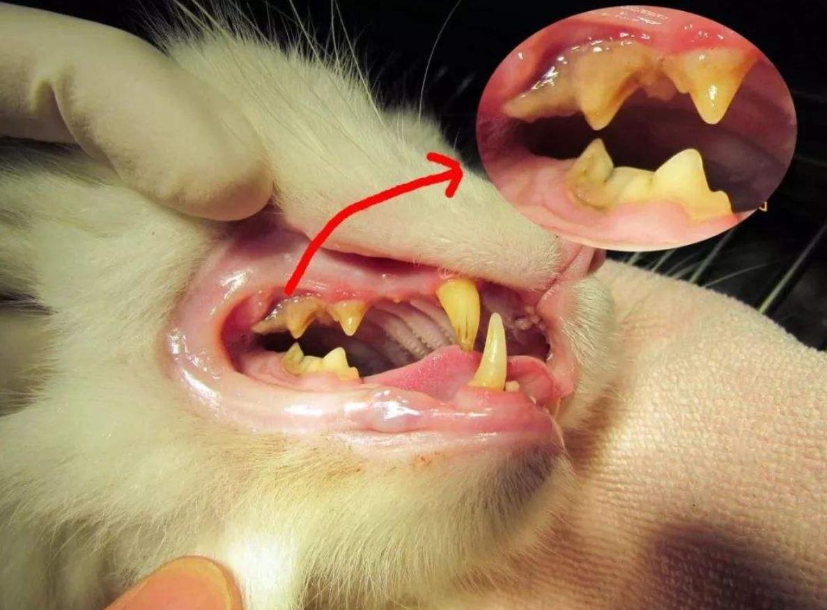 为什么养猫不能喂肉食,为什么说养猫不能喂肉
